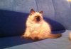 Фото Пушистые котятки невской маскарадной породы