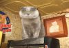 Фото Шотладский вислоухий кот для вязки