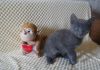 Фото Ласковые котята породы русская голубая