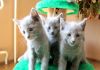 Фото Симпатичных котят породистые Русская Голубая