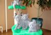 Фото Симпатичных котят породистые Русская Голубая