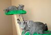 Фото Симпатичных котят породистые Русская Голубая