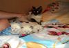 Фото Сиамские котятки ласковые игрульки