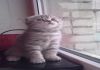 Фото Шотландская вислоухая кошечка