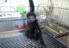 Фото Малыши человекообразных обезьян