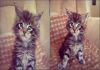 Фото Продаются ласковые котята породы Мейн-кун