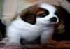 Фото Алиментный щенок сенбернара - девочка от Чемпионов, Лучших Представителей Породы!