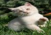 Британский плюшевый котик, кремового окраса.