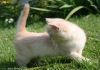 Фото Британский плюшевый котик, кремового окраса.
