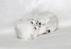Фото Британские чистокровные котята из питомника Steppe Stars.