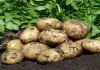 Фото Продам картофель домашний