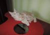 Фото Шикарные подрощенные котята мейн кун.