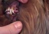 Фото Чистка зубов у собак ультразвуком без наркоза