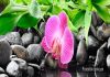 Фото Цветной кухонный фартук ХДФ, Виктория, ФВЦ 364, Розовая орхидея.