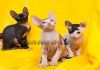Фото Котята – коты Донские сфинксы Hermes и Арамис
