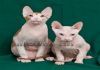 Фото Котята – коты Донские сфинксы Hermes и Арамис