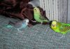 Волнистые попугаи(домашнего разведения)