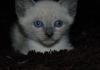 Чудо сиамские котята в заботливую семью + видео