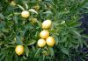 Фото Саженцы лимонов в горшках размером от 20 см до крупномеров