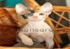 Фото Котята породы Донской сфинкс продаются
