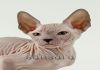Фото Котята породы Донской сфинкс продаются