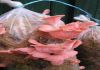 Фото Мицелий вешенки розовой Недорого!