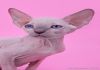 Фото Предпраздничная продажа котят Эльф, бамбино, канадский сфинкс.
