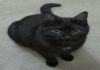 Фото Домашняя черная кошка в добрые руки!