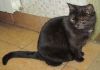 Фото Домашняя черная кошка в добрые руки!