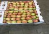 Яблоки от крупнейшего производителя в Краснодаре.