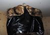 Фото Продаю новую зимнюю кожаную куртку с натуральным мехом! Стильно и недорого!