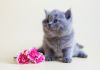 Фото Британские котята голубого окраса от титулованных родителей