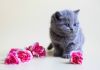 Фото Британские котята голубого окраса от титулованных родителей