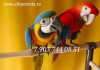 Ручные, ласковые птенцы попугаев ара из питомника