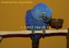 Фото Ручные, ласковые птенцы попугаев ара из питомника