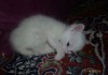 Фото Подарю беленького котика
