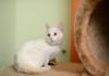 Фото Голубоглазое чудо - котенок Тиша в добрые руки!