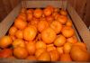 Абхазские мандарины оптом от 20 тонн с доставкой от производителя