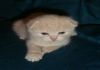Фото Продам британских котят.