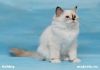Фото Священная Бирма - котенок - девочка