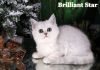Фото Британские котята шиншиллята