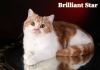 Фото Британский биколорный красный мраморный котик