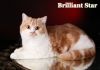 Фото Британский биколорный красный мраморный котик