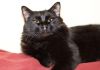 Фото Фил - роскошный черный кот, метис мейн-куна в дар!