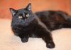Фото Фил - роскошный черный кот, метис мейн-куна в дар!