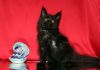 Фото Черный Котик Гигант породы Мейн Кун