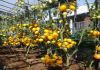 Фото Томат Золотая канарейка - семена