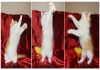 Фото Дизель - "Вождь краснокожих" с ангельской внешностью! Котенок в дар