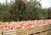 Яблоки оптом от производителя в Краснодаре