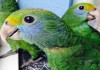 Синещекий амазон (Amazona dufresniana) - ручные птенцы из питомника